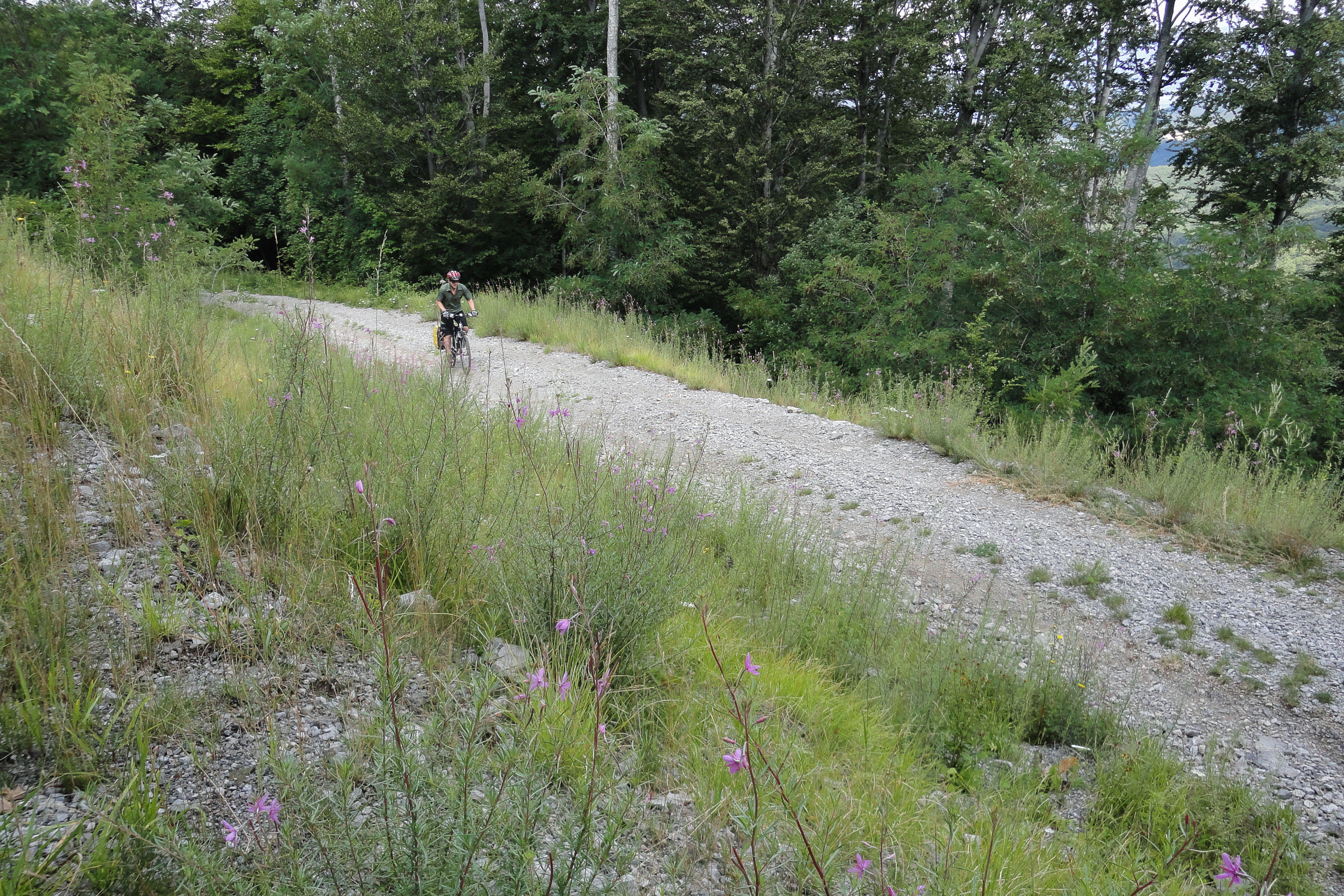 Schotterweg durch den Karstwald